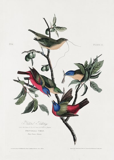  da John James Audubon