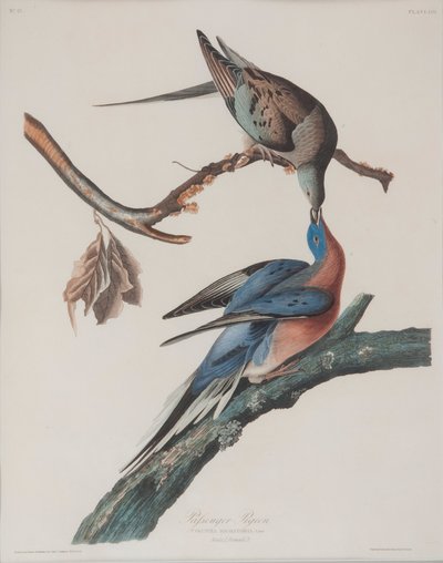 Piccione Passeggero da John James Audubon
