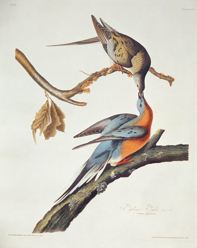 Piccione viaggiatore, da 