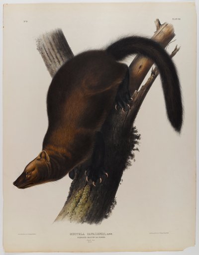 Martino pescatore da John James Audubon