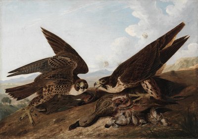 Falchi pellegrini da John James Audubon
