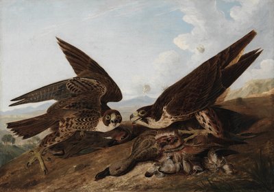 Falchi Pellegrini da John James Audubon