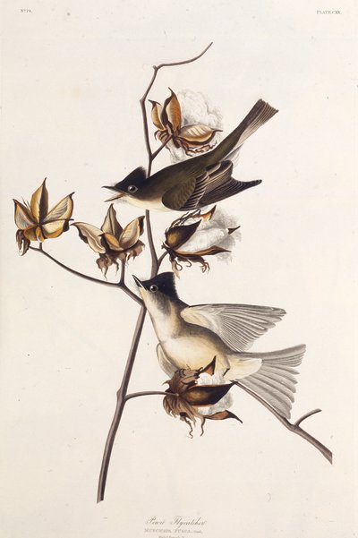 Pewit Flycatcher. Da The Birds of America, 1827-1838 da John James Audubon