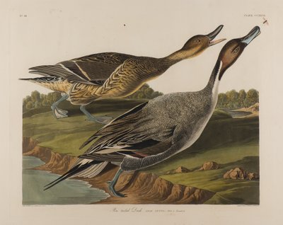 Anatra codone, 1834 da John James Audubon