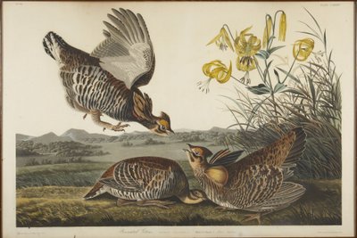  da John James Audubon
