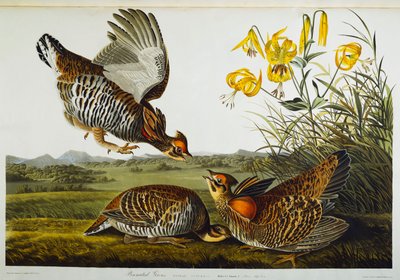 Gallo Pinnato. Gallina della Prateria Maggiore da John James Audubon