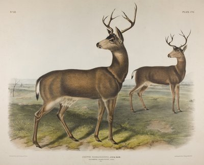 Cervus Richardsonii, Aud & Bach. Cervo dalla coda nera della Columbia da John James Audubon