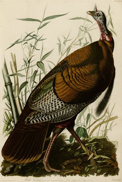 Tavola 1 di Uccelli d