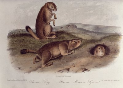 Cane della prateria da 