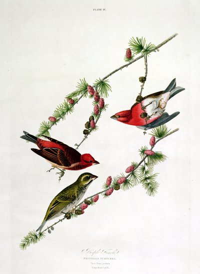 Fringuello purpureo, da 