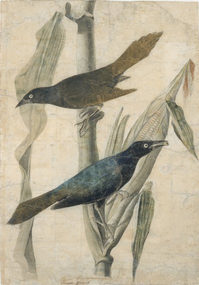 Beccaccia viola da John James Audubon