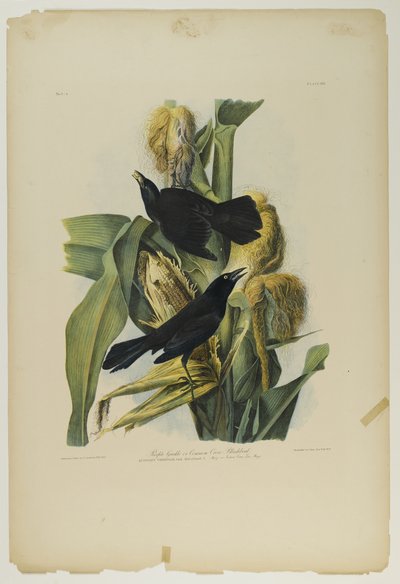 Grackle viola o merlo comune, stampato da Julien Bien e pubblicato da Roe Lockwood & Son, 1861 da John James Audubon