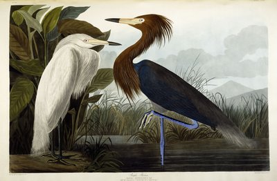 Airone rosso da John James Audubon