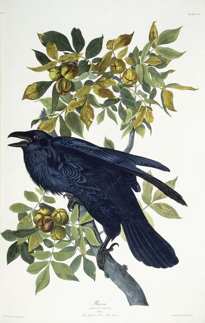 Corvo da John James Audubon