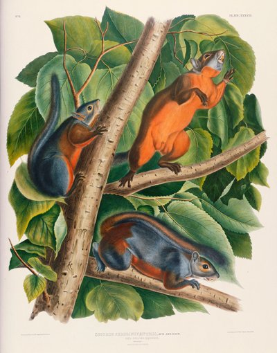 Scoiattolo dal ventre rosso da John James Audubon
