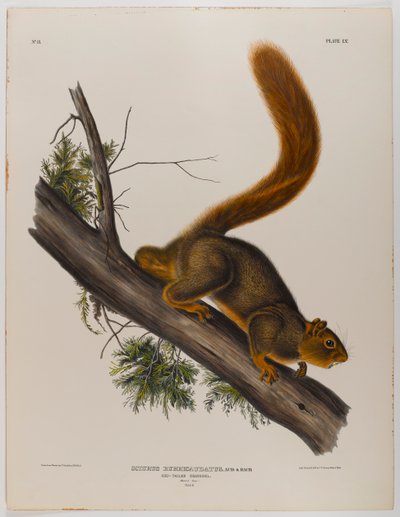 Scoiattolo dalla coda rossa da John James Audubon