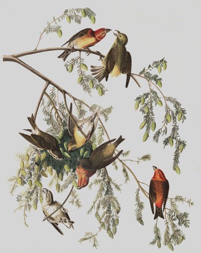Crociere Comune, Loxia Curvirostra, da "Gli Uccelli d