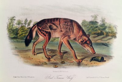 Lupo rosso da 