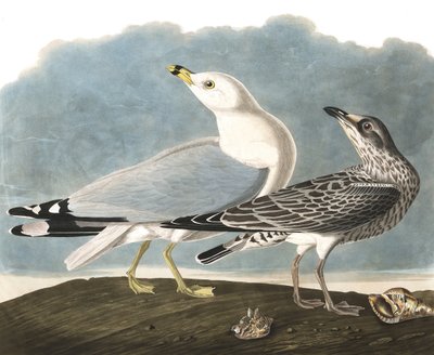 Gabbiano dal becco ad anello, Larus Delawarensis, da 