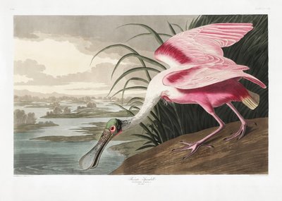 Spatola rosata tratta da *Birds of America* (1827) da John James Audubon