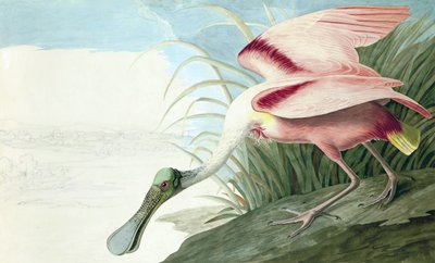 Spatola rosata, Platalea Ajaja, da "Gli uccelli d
