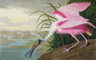 Spatola rosata, Platalea leucorodia, da "Gli uccelli d