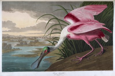 Spatola rosata. Maschio adulto da John James Audubon