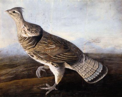 Gallo cedrone da John James Audubon
