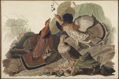 Gallo cedrone dal collare da John James Audubon