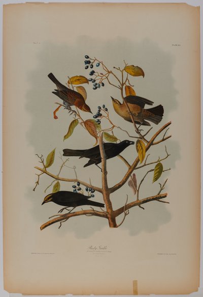 Grackle arrugginito da John James Audubon