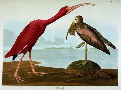 Ibis scarlatto da John James Audubon