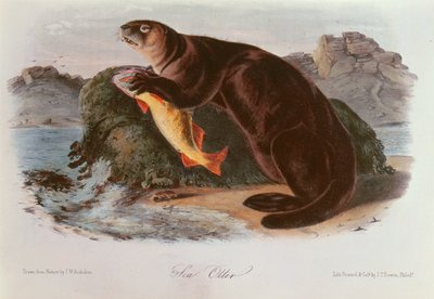 Lontra marina da 