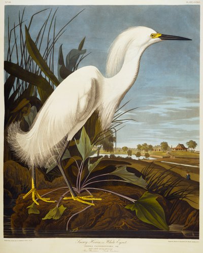 Airone nevoso o garzetta bianca da John James Audubon