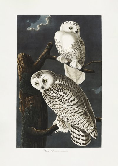  da John James Audubon