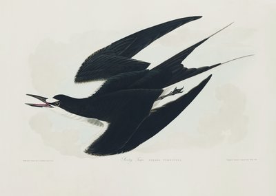  da John James Audubon