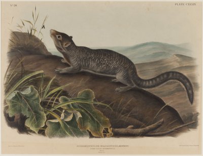 Spermophilus Macrourus (Scoiattolo dalla coda lunga) da John James Audubon