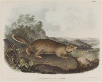 Spermophilus Parry (Scoiattolo di Parry) da John James Audubon