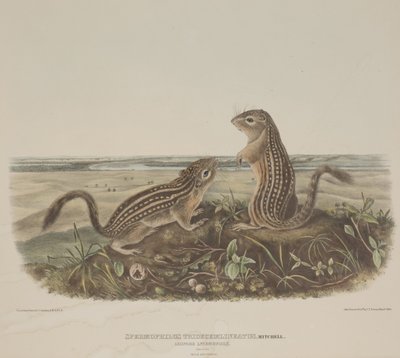 Spermophilus Tridecemlineatus (Due Scoiattoli Leopardo) da John James Audubon