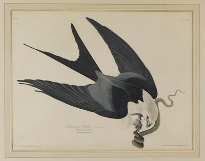  da John James Audubon
