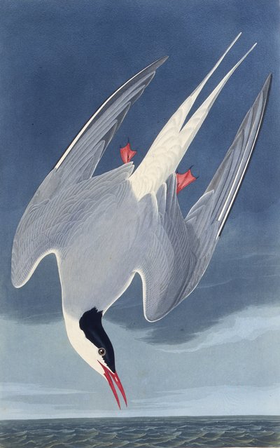 La sterna artica. Da Gli uccelli d