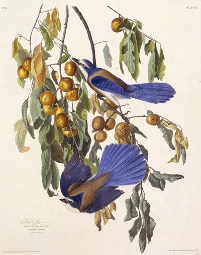 La ghiandaia della Florida. Da The Birds of America da John James Audubon