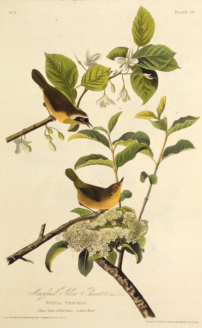 Il Maryland Yellowthroat. Da Gli Uccelli d