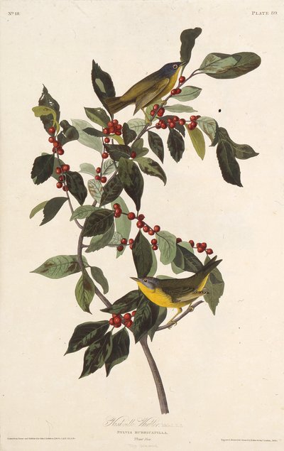 La parula di Nashville. Da Gli uccelli d