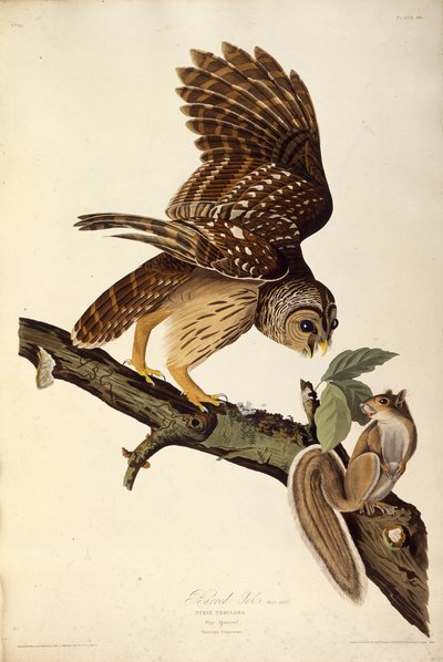 Il gufo barrato. Da Gli uccelli d