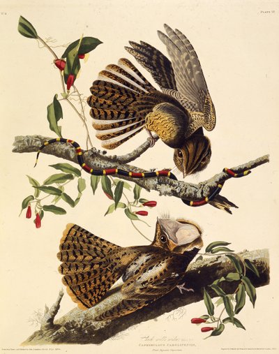 Il chuck-wills-widow. Da Gli Uccelli d