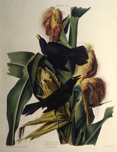 Il merlo comune. Da Gli Uccelli d