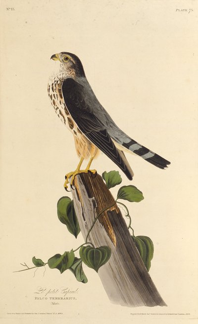 Il merlino. Da Gli uccelli d