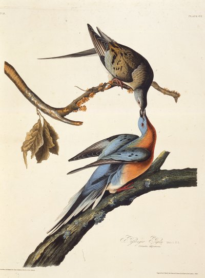 Il piccione viaggiatore. Da Gli Uccelli d