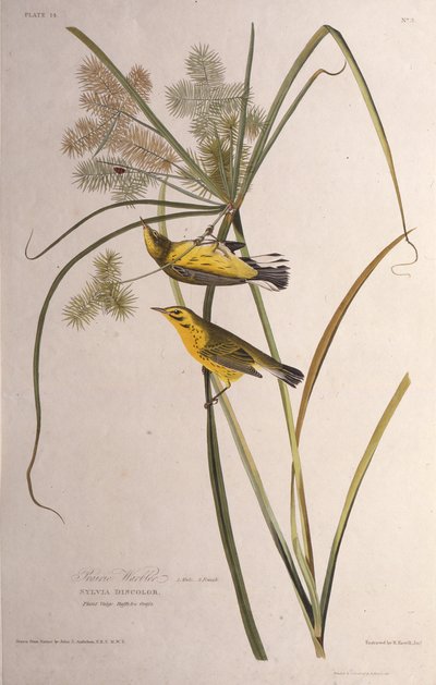 La parula delle praterie. Da The Birds of America, 1827-1838 da John James Audubon
