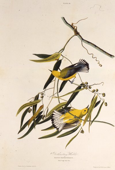 Il parulide prothonotary. Da The Birds of America, 1827-1838 da John James Audubon